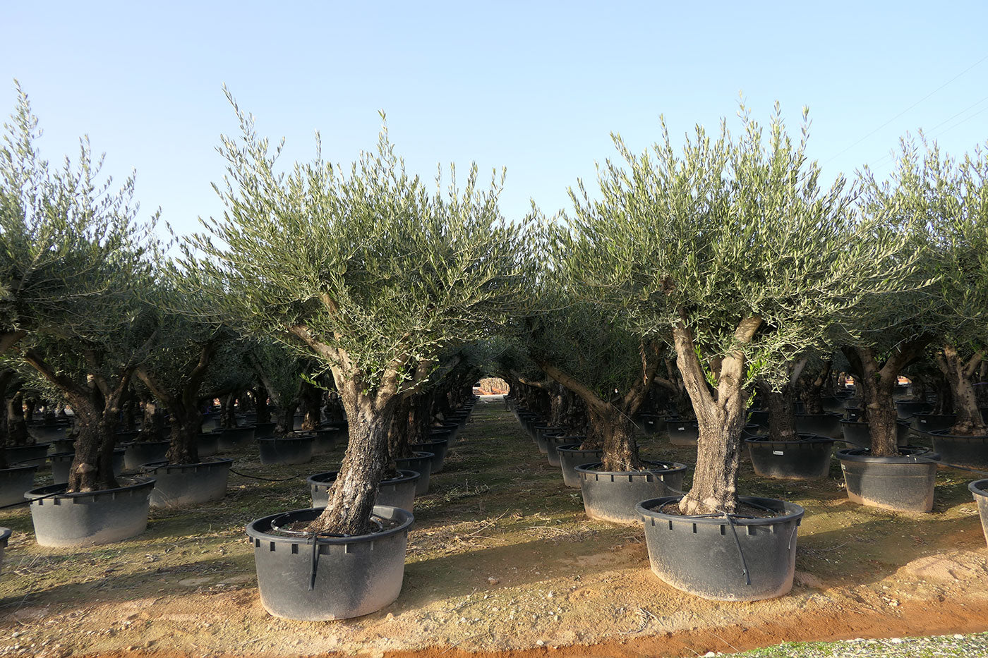 Olivier D'Europe - Olea Europaea Hornachuelos Ramifié - 60/100 - 230/285L