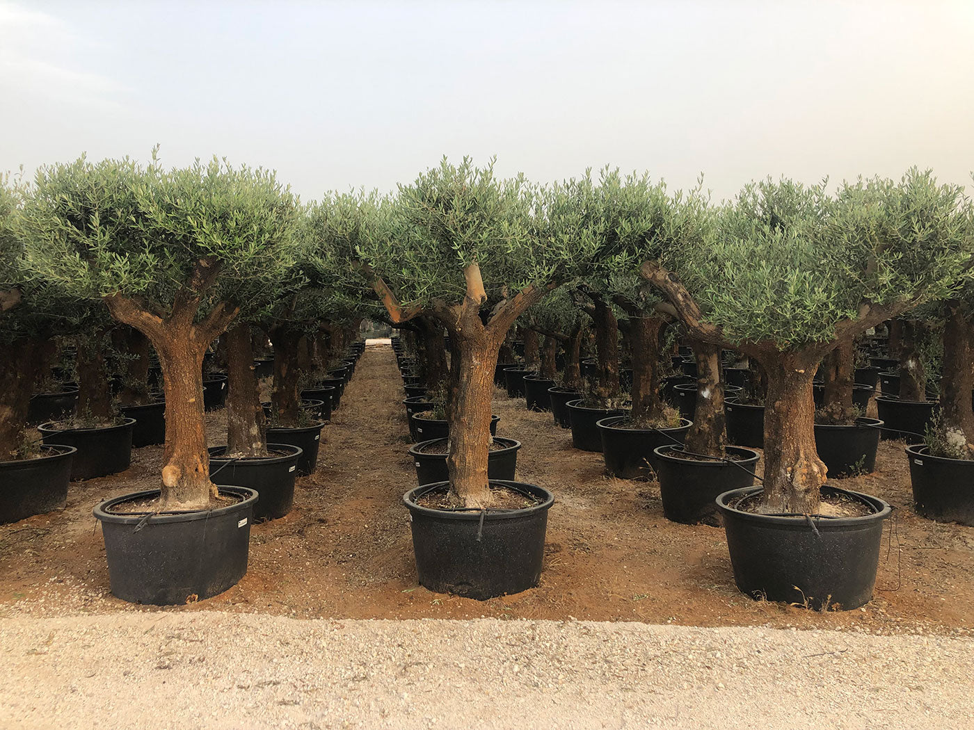 Olivier D'Europe - Olea Europaea Alcaudete 70/100 230/285 L