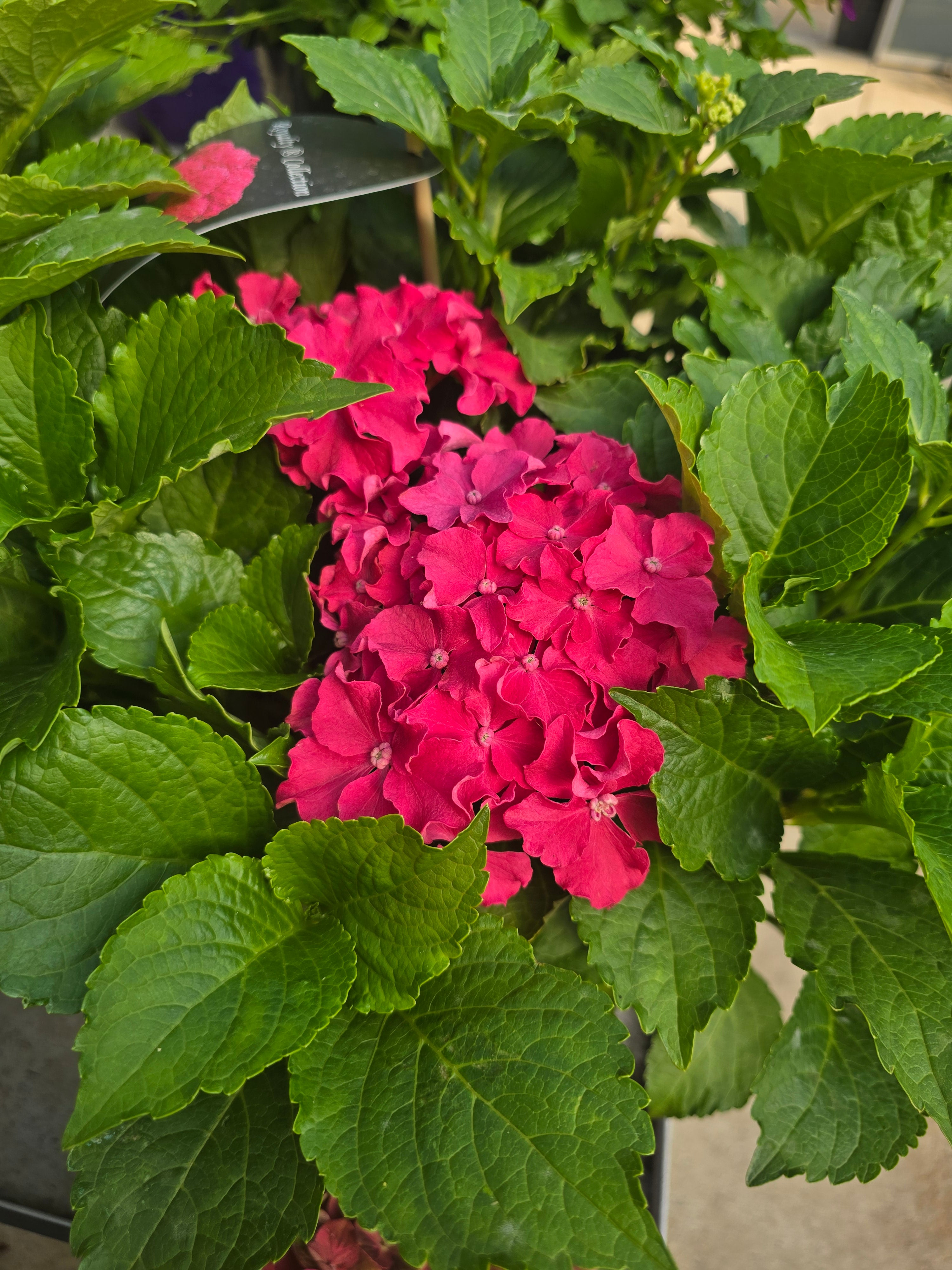 Hortensia Macr. 'Magical Mix' - Hydrangea Macr. Magical Mix