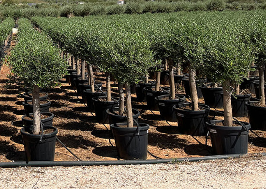 Olivier D'Europe - Olea Europea Tige 45L