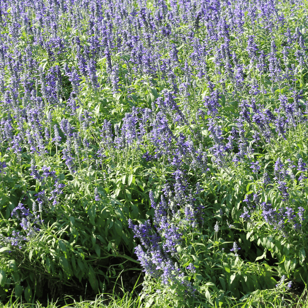 Lavande vraie 'Hidcote' - Lavandula angustifolia 'Hidcote' - FLEURANDIE