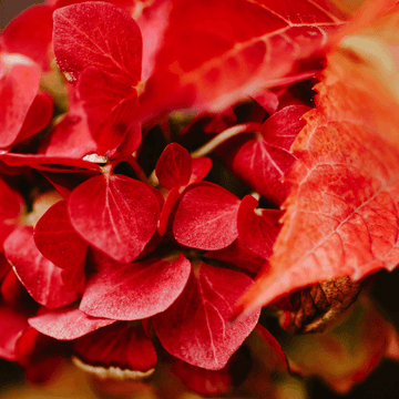 Hortensia 'Red Baron' -  Hydrangea macrophylla 'Red Baron'