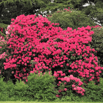 Rhododendron 'Nova Zembla' - Rhododendron 'Nova Zembla'