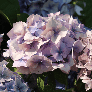 Hortensia 'Bouquet Rose' -  Hydrangea macrophylla 'Bouquet Rose'