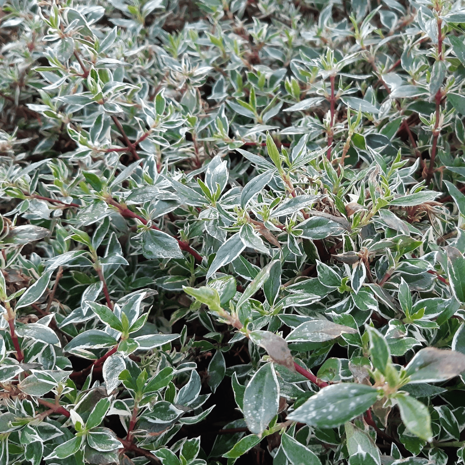 Abélia à grandes fleurs 'Confetti' - Abelia grandiflora 'Confetti' - FLEURANDIE