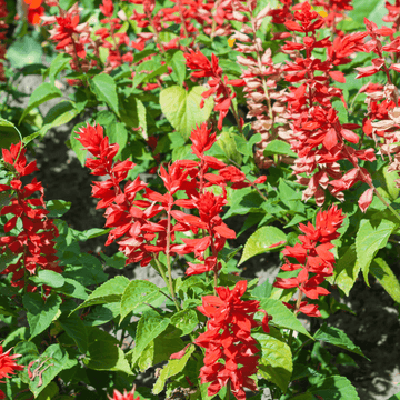 Sauge Rouge - Salvia Splendens