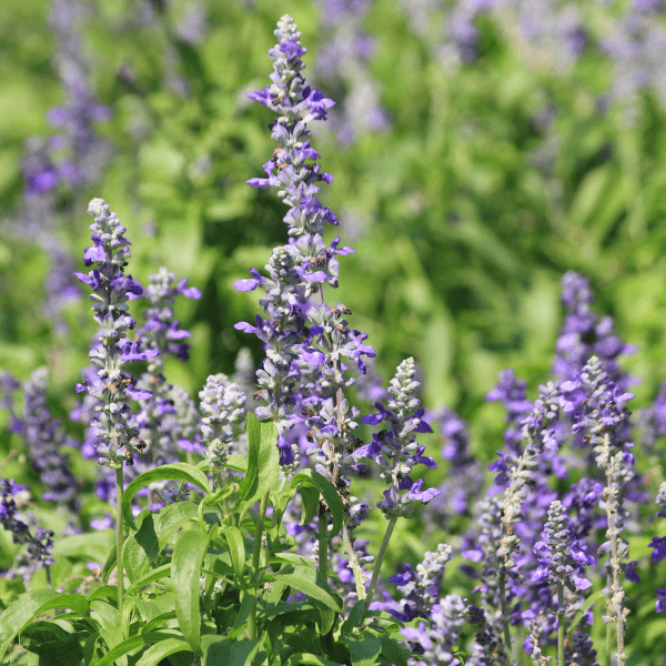 Lavande vraie 'Hidcote' - Lavandula angustifolia 'Hidcote' - FLEURANDIE