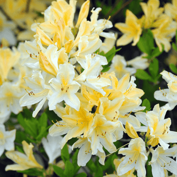 Azalée de Chine 'Persil'- Rhododendron x molle 'Persil'