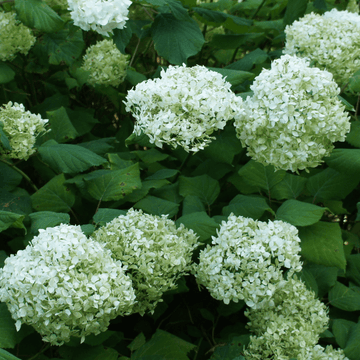 Hortensia de Virginie 'Annabelle' - Hydrangea arborescens 'Annabelle'