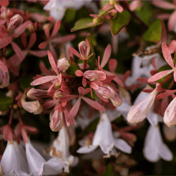 Abélia à grandes fleurs 'Sparkling Silver' - Abelia x grandiflora 'Sparkling Silver'