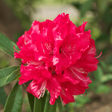Rhododendron 'Vulcan's Flame' - Rhododendron 'Vulcan's Flame'
