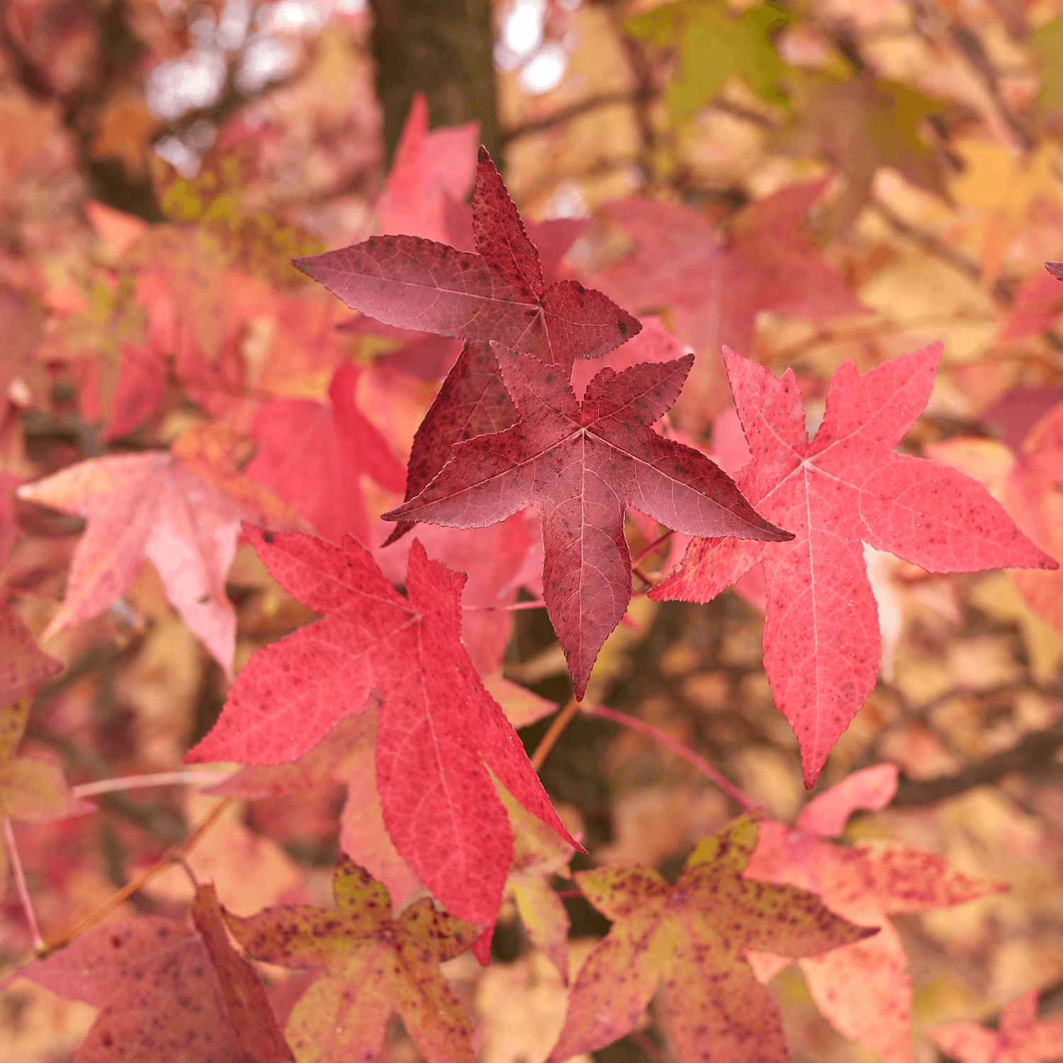 Copalme d'Amérique - Liquidambar styraciflua - FLEURANDIE