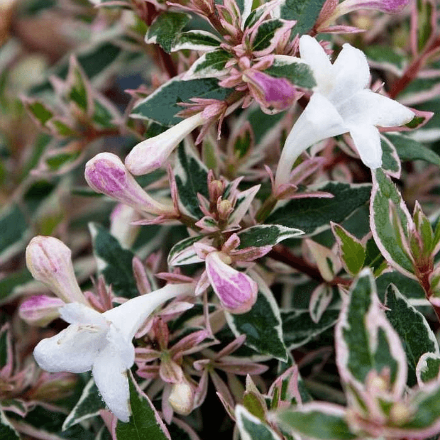 Abélia à grandes fleurs 'Confetti' - Abelia grandiflora 'Confetti' - FLEURANDIE