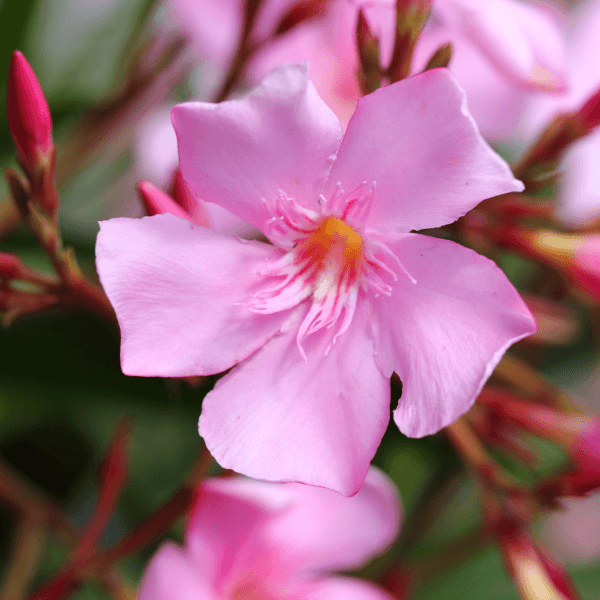 Laurier Rose - Nerium Orleander - FLEURANDIE