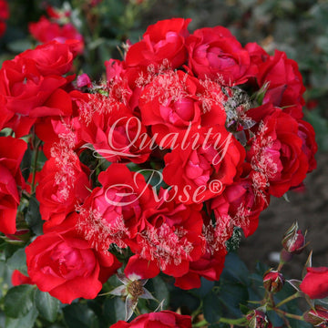 Rosier à fleurs groupées 'Black Forest Rose' - Rosa x floribunda 'Black Forest Rose'