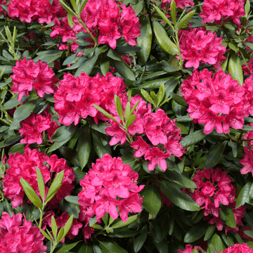 Rhododendron 'Graziella' - Rhododendron 'Graziella'