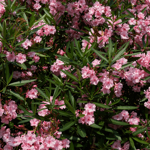 Laurier Rose - Nerium Orleander - FLEURANDIE