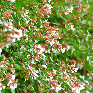 Abélia à grandes fleurs - Abelia grandiflora