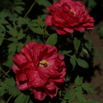 Pivoine arbustive Rouge - Paeonia suffruticosa Red