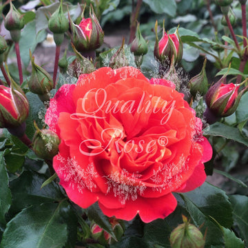 Rosier à fleurs groupées 'Joli Tambour' - Rosa floribunda 'Joli Tambour'