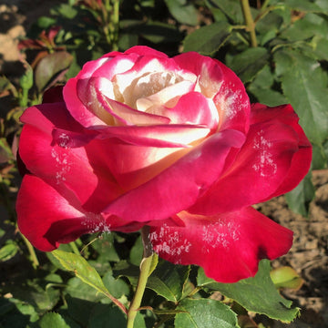 Rosier arbuste 'Double Delight' - Rosa arbuste 'Double Delight'