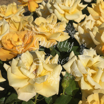 Rosier à massif 'Melgold' - Rosa polyantha 'Melgold'
