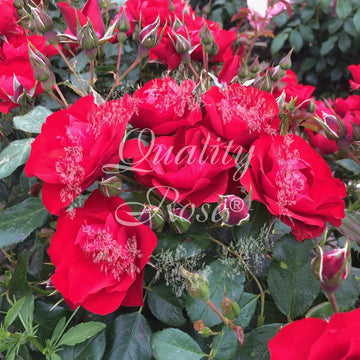 Rosier à fleurs groupées 'Black Forest Rose' - Rosa x floribunda 'Black Forest Rose'