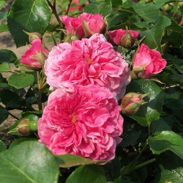 Rosier à fleurs groupées 'Pink Swany' - Rosa floribunda 'Pink Swany'