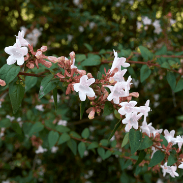 Abélia à grandes fleurs - Abelia grandiflora
