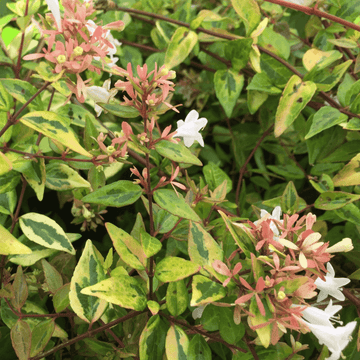Abélia à grandes fleurs 'Francis Mason' - Abelia grandiflora 'Francis Mason'