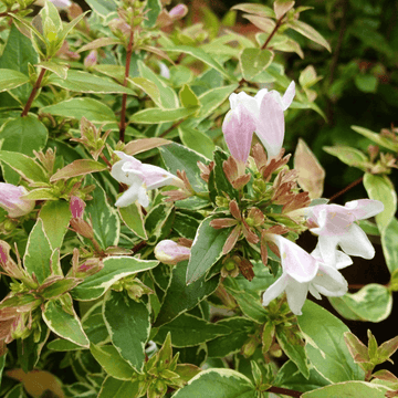 Abélia à grandes fleurs 'Lucky Lots' - Abelia grandiflora 'Lucky Lots'