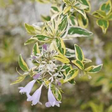 Abélia panaché 'Hopley' - Abelia grandiflora 'Hopley'
