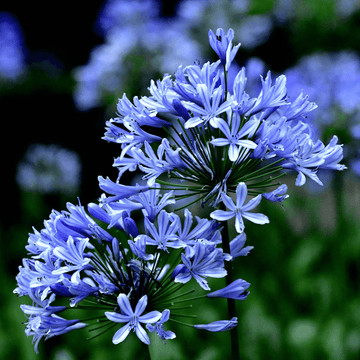 Agapanthe 'Dr Brouwer' - Agapanthus 'Dr Brouwer'