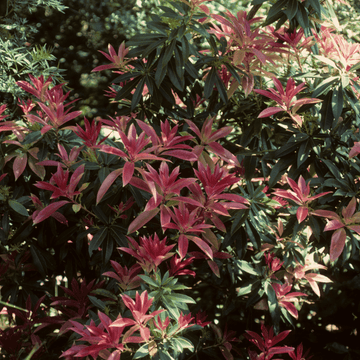 Andromède du Japon 'Forest Flame' - Pieris japonica 'Forest Flame'