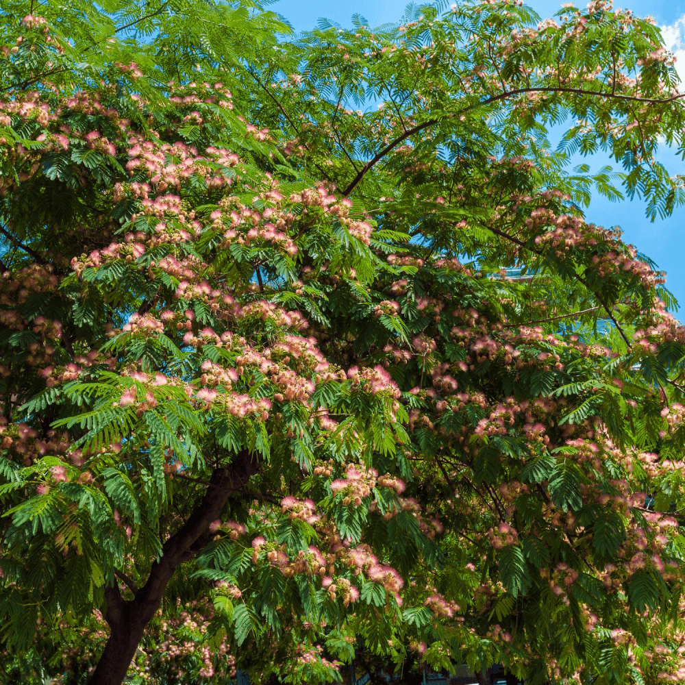 Arbre à soie 'Ombrella' - Albizia julibrissin 'Ombrella' - FLEURANDIE
