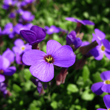 Aubriete violette - Aubrieta violette