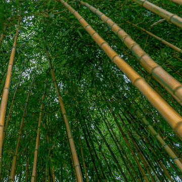 Bambou Aurea Spectabilis -  Phyllostachys aureosulcata Spectabilis