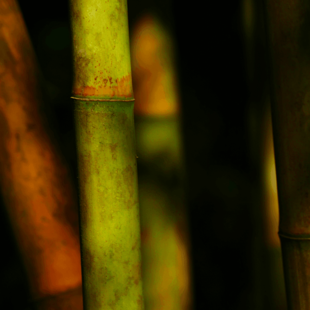 Bambou Bissetii - Phyllostachys Bissetii - FLEURANDIE