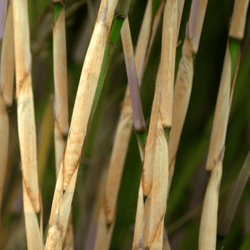 Bambou non traçant 'Rufa' - Fargesia rufa