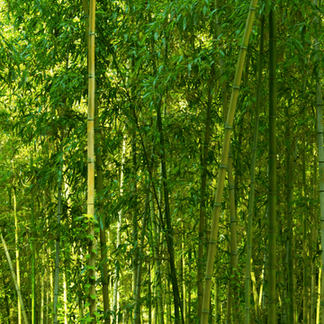 Bambou Phyllostachys aurea - Phyllostachys aurea