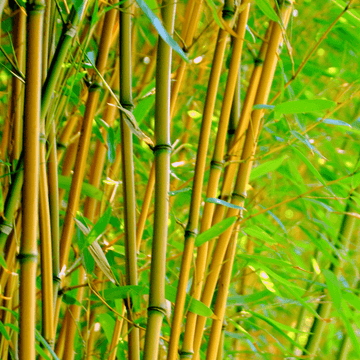 Bambou Phyllostachys aurea - Phyllostachys aurea