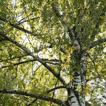 Bouleau blanc de l'Himalaya - Betula utilis
