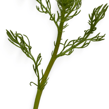 Camomille romaine 'Ligulosa' -  Chamaemelum nobile 'Ligulosa'