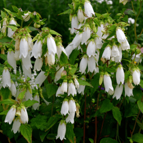 Campanule punctata blanche Campanula punctata alba