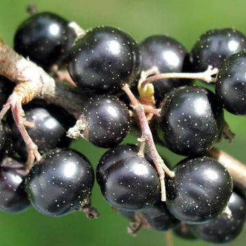 Cassissier 'Andega' - Ribes nigrum 'Andega'