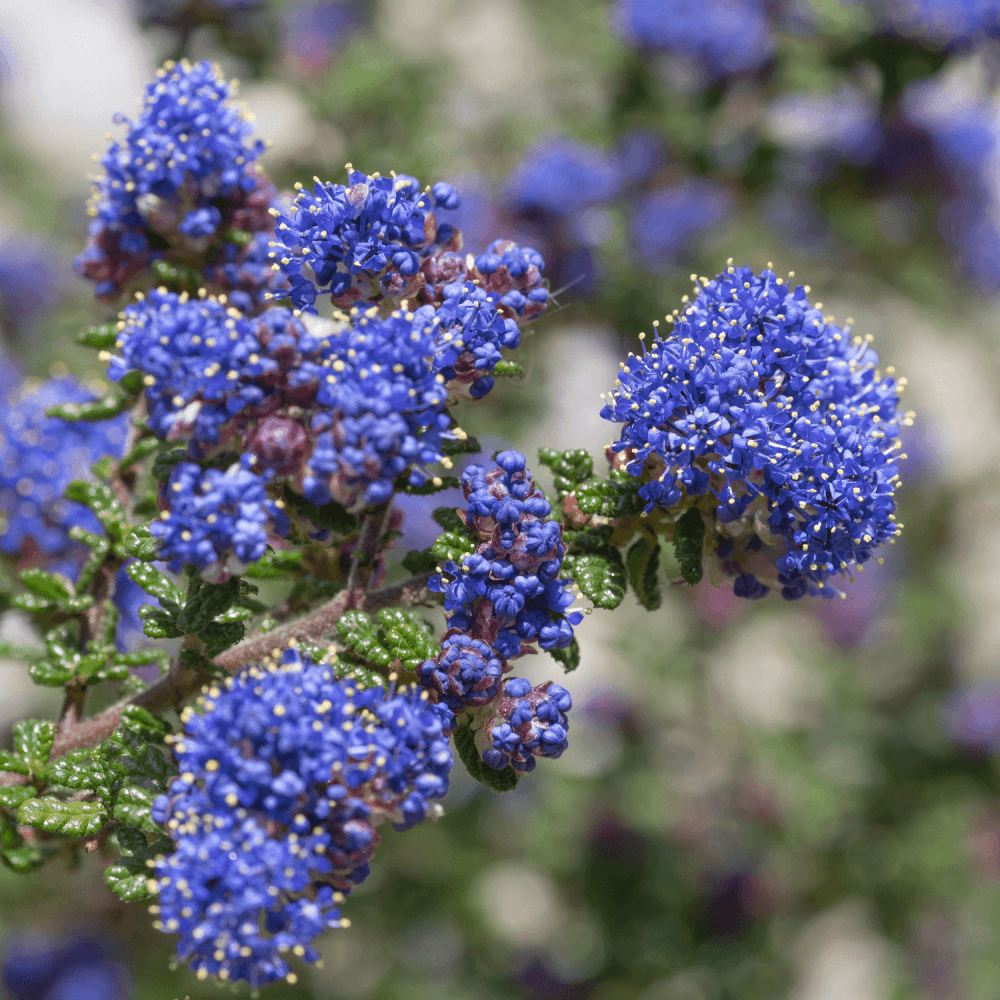 Céanothe rampant - Ceanothus thyrsiflorus repens - FLEURANDIE