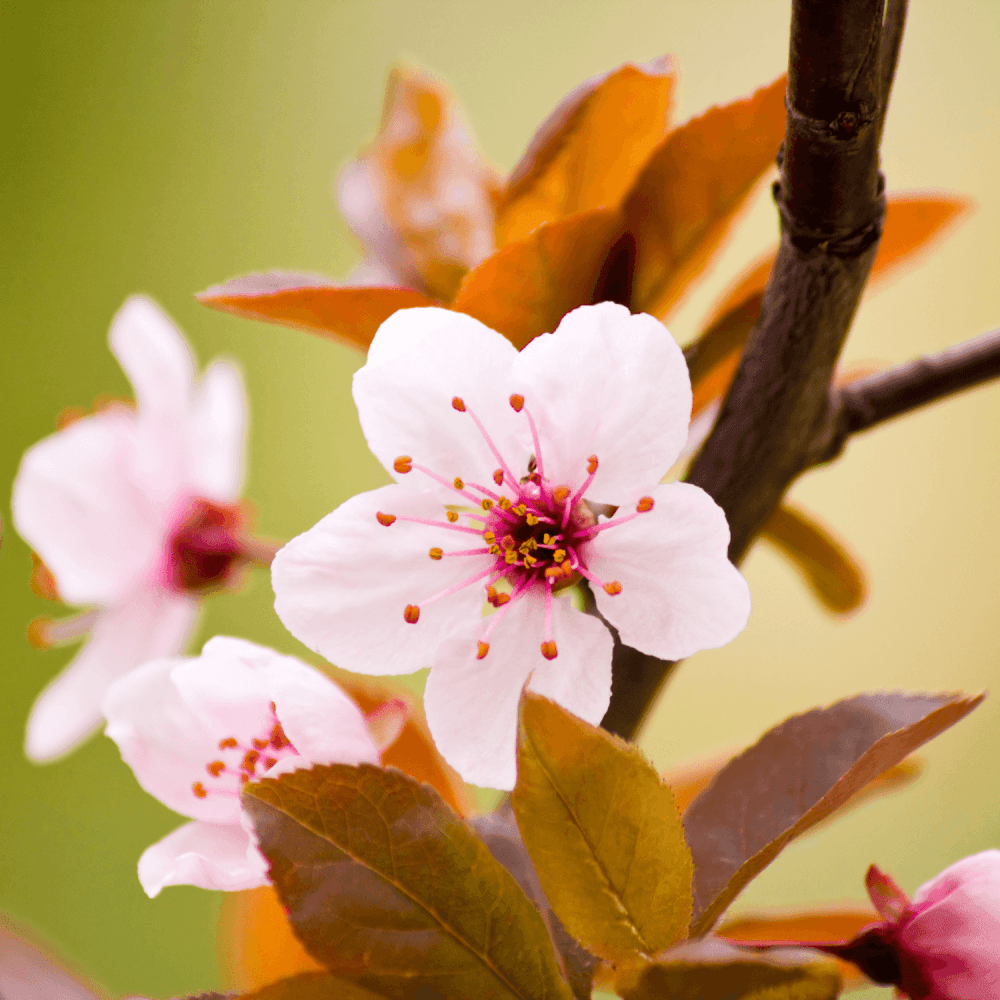 Cerisier à fleurs 'Nigra' - Prunus cerasifera 'Nigra' - FLEURANDIE