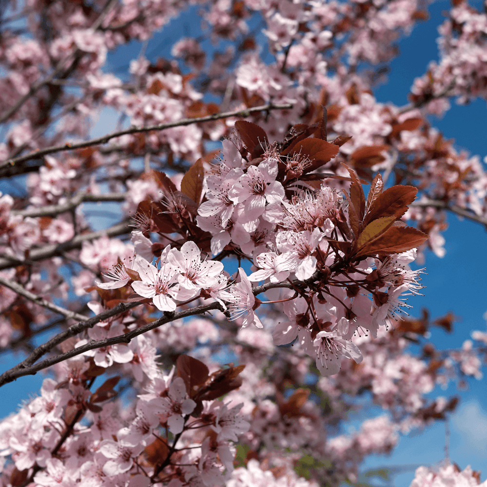 Cerisier à fleurs 'Nigra' - Prunus cerasifera 'Nigra' - FLEURANDIE