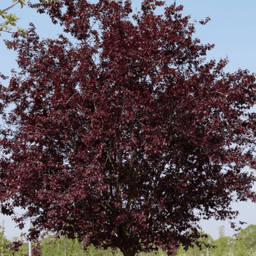 Cerisier à fleurs 'Nigra' - Prunus Pissardi 'Nigra'