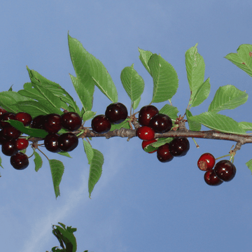 Cerisier 'Bigarreau Moreau'- Prunus avium 'Bigarreau Moreau'